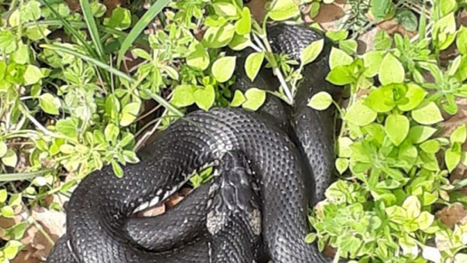 Bahçesinde yakaladığı yılanı baharı müjdelediği için serbest bıraktı