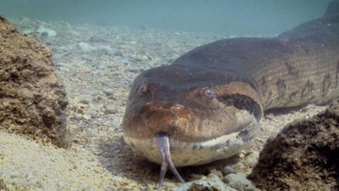 Dünyanın en büyük yılanı: Anakonda | En ağır yılan kaç kilo?