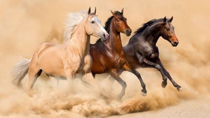 Dünyanın en iyi atları hangileri? | (2018) En önemli at cinsi hangisi?