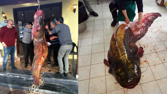 İznik&#039;te 2 metrelik yayın balığı yakalandı
