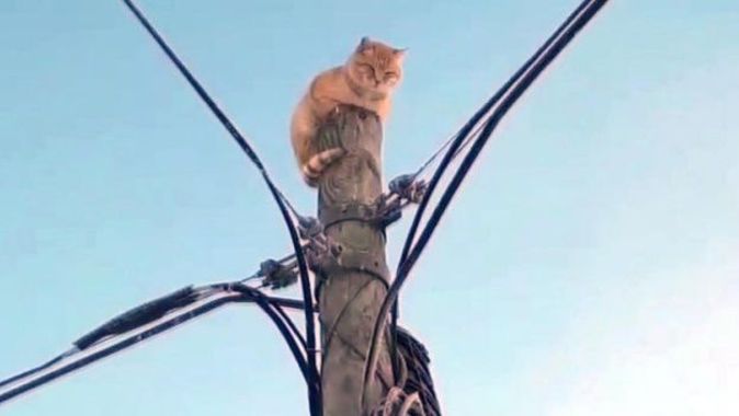 Köpekten korkan kedi, direğe tırmandı