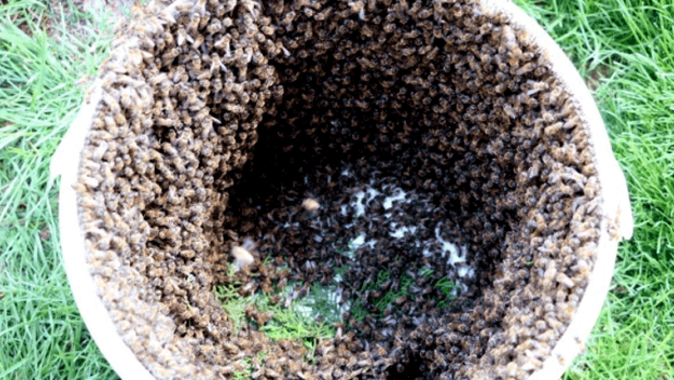 Arılar bulvarı istila etti! Bal arılarını çıplak elle toplayıp boş kovaya doldurdu
