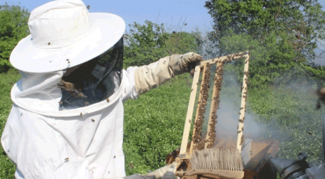 Bursa&#039;da kilosu 4 bin liradan satılan arı sütünün hasadı başladı