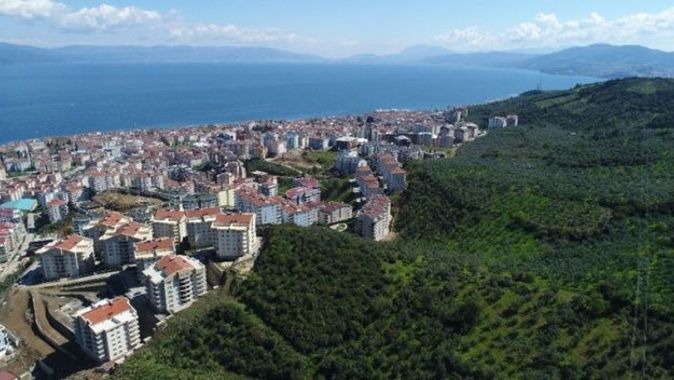 CHP&#039;li belediye zeytinlikleri arsaya dönüştürdü