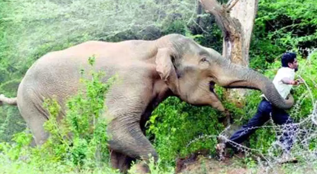 Hindistan&#039;da öfkeli fil adam öldürdü