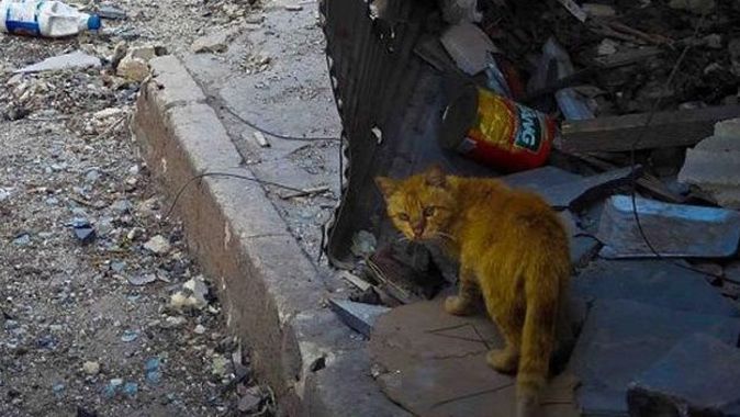 Suriye&#039;deki sokak hayvanları için tıbbi malzeme yardımı