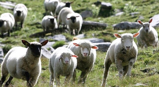 Esrar yiyen koyunlar köyü birbirine kattı