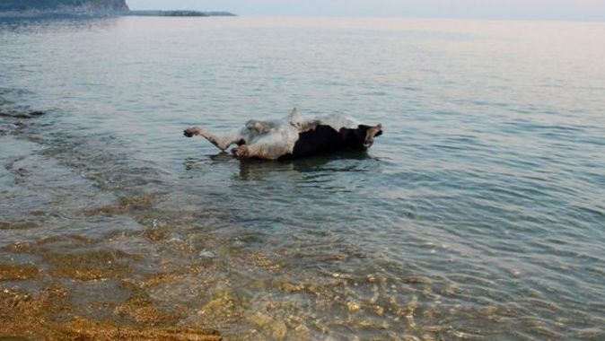 Antalya’da kıyıya ölü boğa vurdu