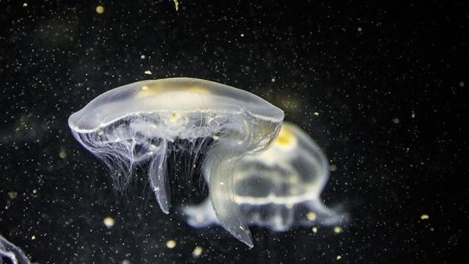 Çinli bilim insanları okyanusta yeni canlı türleri buldu