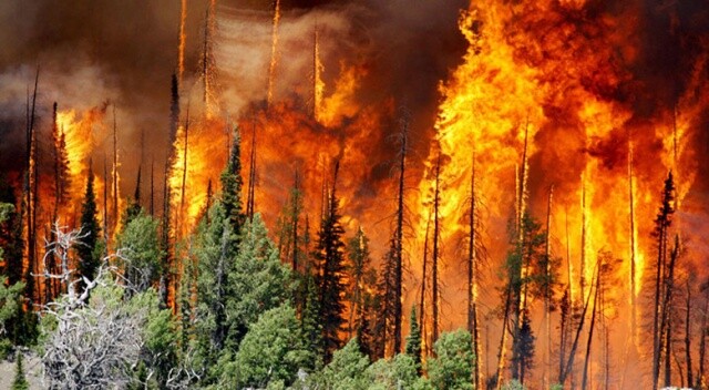 Yangınların izi 114  milyon fidanla silindi