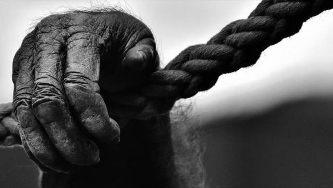 İşaret dili bilen Goril Koko öldü