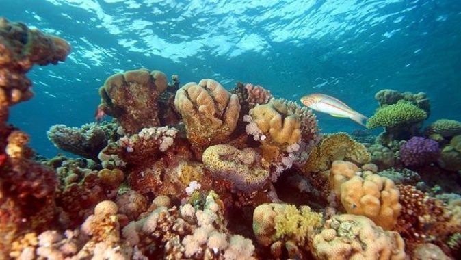 Pasifik&#039;in güneyinde rekor mercan kaybı yaşanıyor