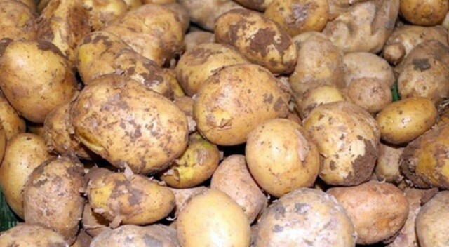 Sandıklar kapandı, patates fiyatı 1.95 liraya düştü