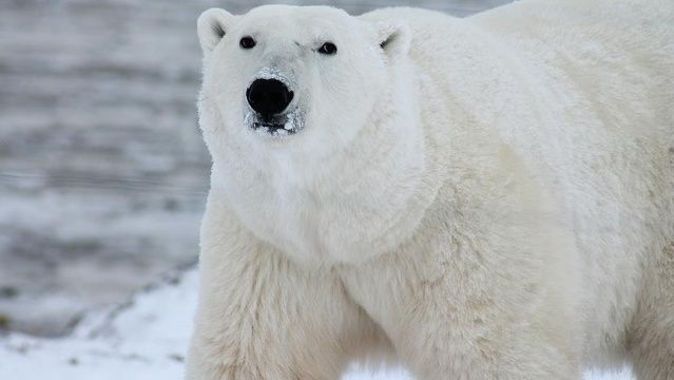 Arktik bölgesinde bir kutup ayısı silahla vurularak öldürüldü