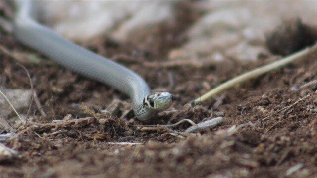 Avustralya&#039;da yeni bir yılan türü bulundu