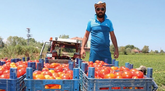 Bafra’da yetişen domates tüketicinin imdadına yetişti