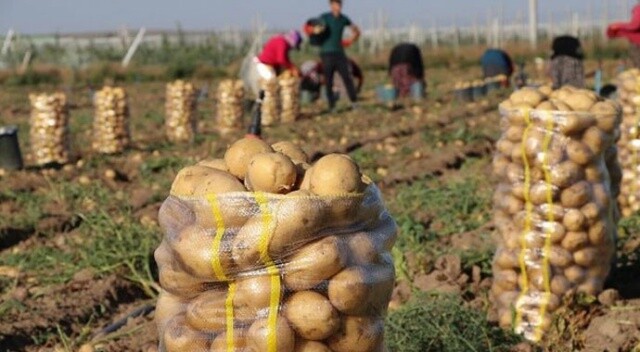 Patates fiyatına &#039;yazlık hasat&#039; freni