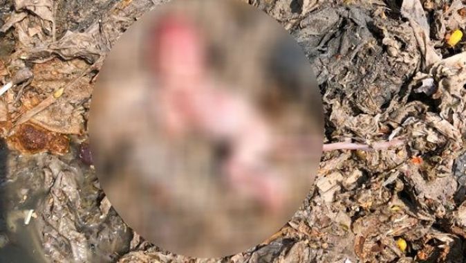 Zonguldak’ta vahşet! Yeni doğmuş bebek cesedi bulundu