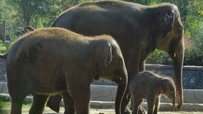 Filler hangi kıtalarda yaşar? Fillerin doğal yaşam alanları | Hadi 29 Ağustos ipucu sorusu cevabı