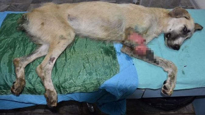 Gaziantep&#039;te kuyruğu ve ayağı kesilmiş sokak köpeği bulundu