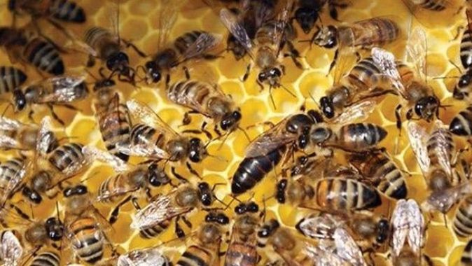 Kilis&#039;te akılalmaz ölüm! Bahçeye dolaşmaya çıkan kadına arılar saldırdı