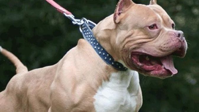 Pitbull ve dogo cinsi köpek besleyenlere 12 bin 600 lira ceza