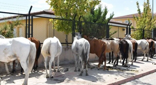 Aksaray’da 50 yılkı atı özgürlüğüne kavuşturuldu