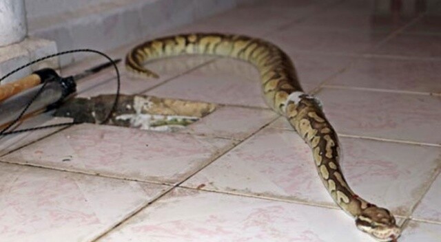 Antalya&#039;da inanılmaz olay, balkondaki su giderinden Piton yılanı çıktı