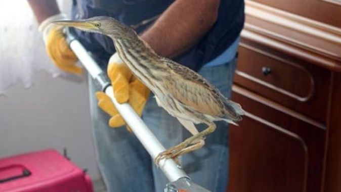 Nesli tükenmekte Hint balıkçıl kuşu eve girdi