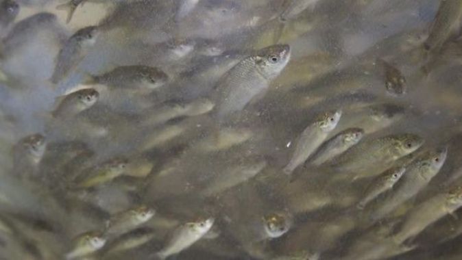 Karakaya Baraj Gölü&#039;ne 2 milyon 680 bin balık yavrusu bırakıldı
