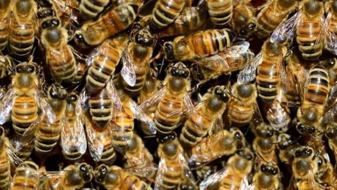 Kilis&#039;te arıların saldırısına uğrayan kadın öldü