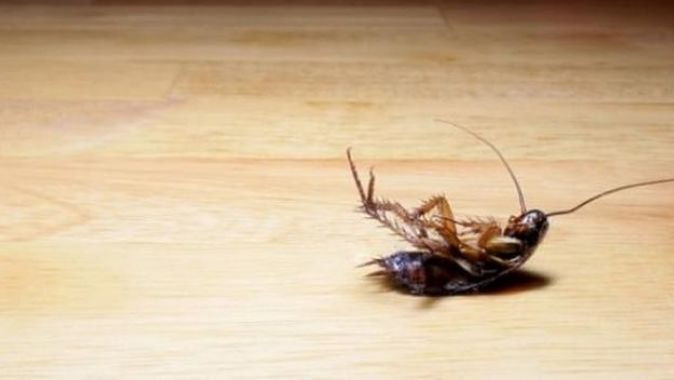 Ölü böcekler neden hep ters dönmüş olur?