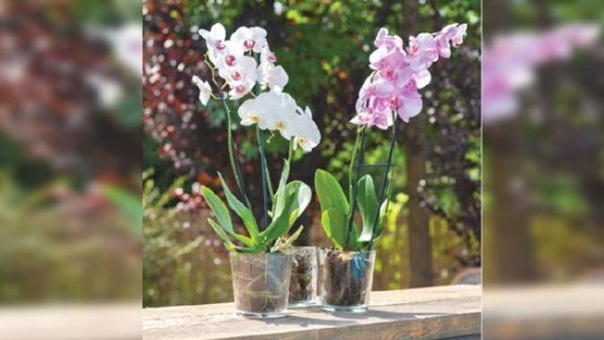 Orkideler  için cam saksılar