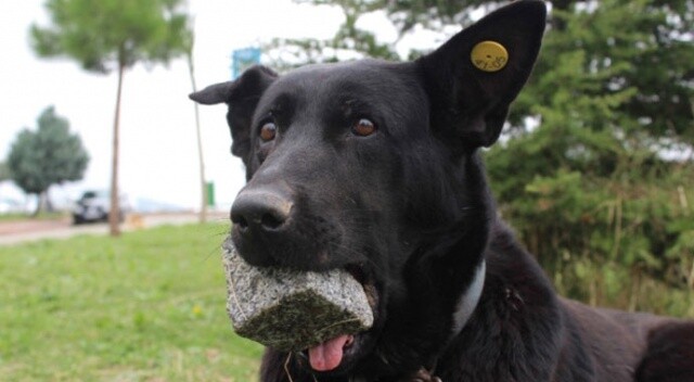 Yavrularını kaybeden köpek, 3 yıldır ağzında taşla geziyor
