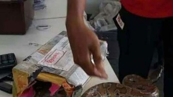 Malezya’da kargo paketinden yılan çıktı