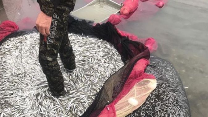 Balıkçıların ağına gümüş balığı takıldı