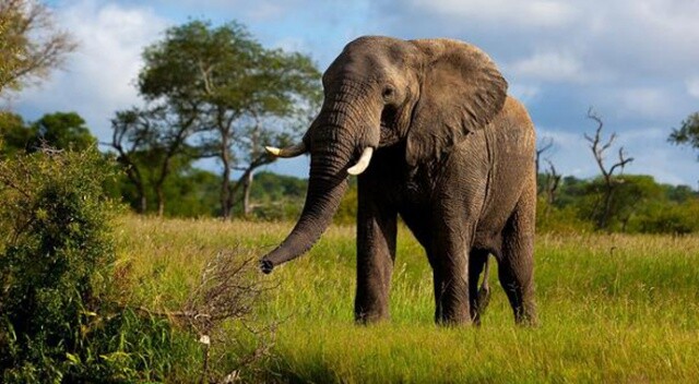 Kenya&#039;da 3 ayda 26 fil öldü
