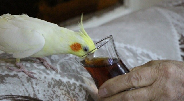 Çay tiryakisi papağan ‘Limon’