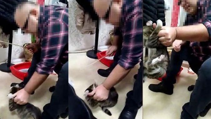 Kediye işkence yapan iş adamı gözaltına alındı