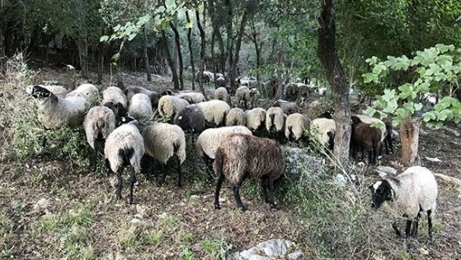 İstanbul&#039;da yöneticiliği bıraktı, Sakarya&#039;da koyun yetiştiriyor