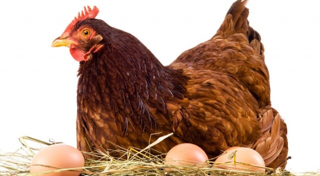 Kanser ilacı yumurtlayan tavuk üretildi
