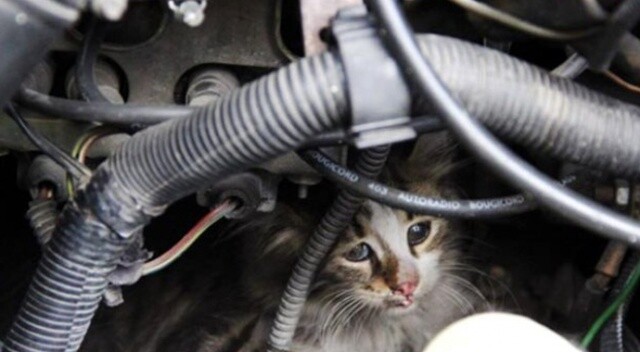 Motora sıkışan kediyi kurtarmak için aracını söktürdü