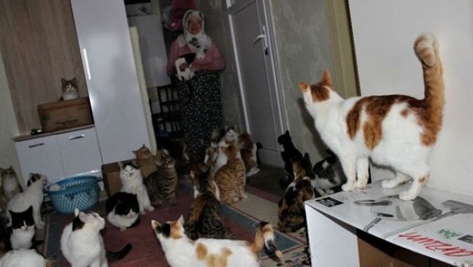 Nuriye Teyze kış nedeniyle 58 sokak kedisine evini açtı