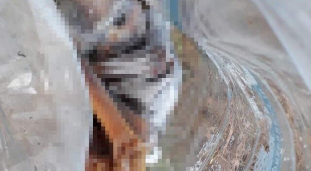 Plastik bidon içinde bebek cesedi bulundu