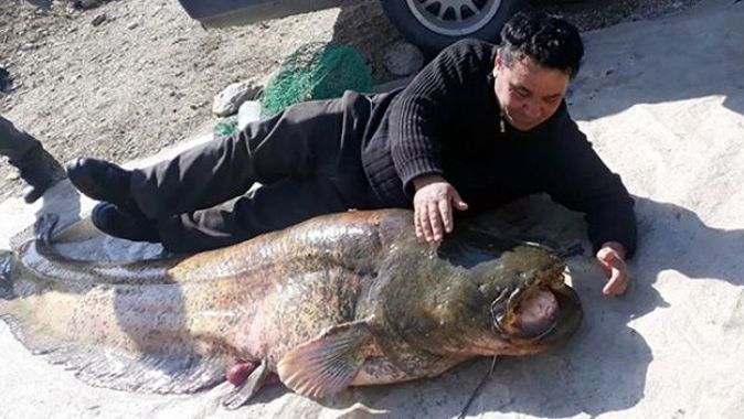 Manisa&#039;da 100 kilogramlık yayın balığı yakalandı