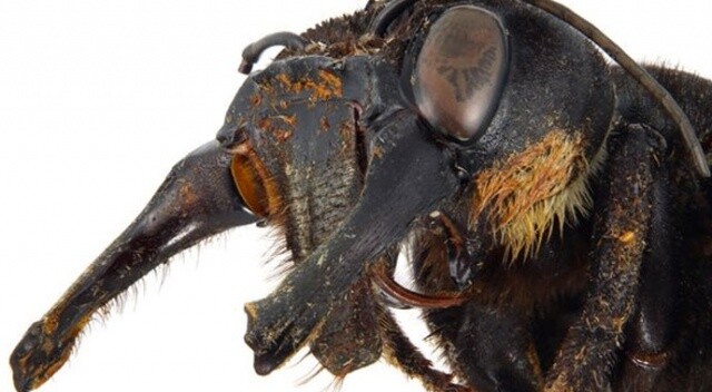 Nesli tükendiği sanılan dünyanın en büyük arısına yeniden rastlandı