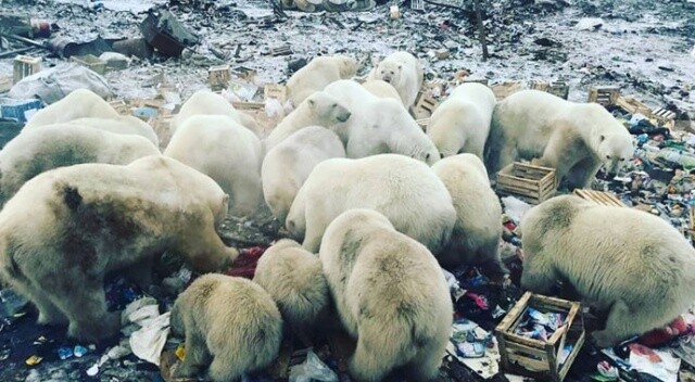 Rusya&#039;da kutup ayıları şehre indi, acil durum ilan edildi