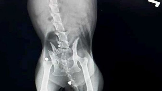 Bodrum’da tedavi altına alınan kedinin röntgen filmi şok etti
