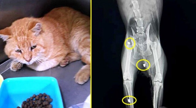 Bodrum’da tedavi altına alınan kedinin röntgen filmi şok etti