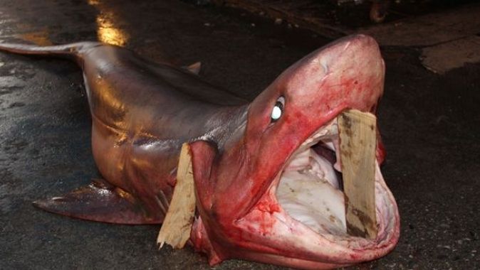 Mersin’de dev köpekbalığı yakalandı